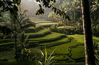 Ochtendzon op de rijstvelden in Ubud, Bali
