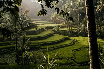 Ochtendzon op de rijstvelden in Ubud, Bali van Kim Poels