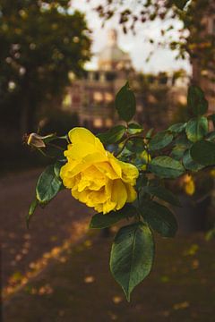 Eine gelbe Rose auf dem Rozenhof in Dordrecht von Lizanne van Spanje