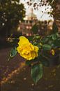 A yellow rose in the Rozenhof in Dordrecht by Lizanne van Spanje thumbnail