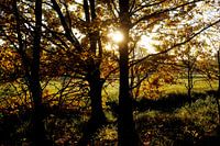 Spreewald