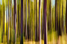 Zusammenfassung: Wald. von Esther Muilwijk