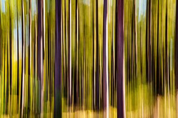 Abstract: Forest.