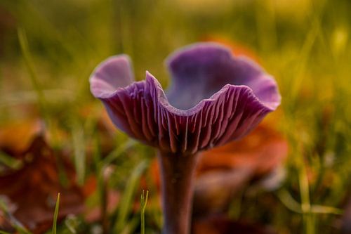 Amethyst-Pilz von Sabine Claus