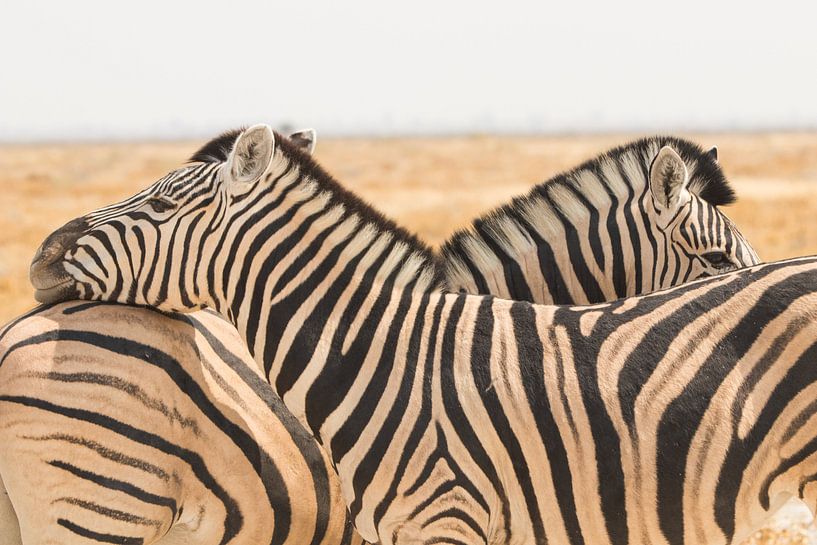Zebras in Namibia by Dennis Van Den Elzen