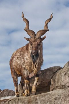 Een geit met grote hoorns staat alleen op een rots, berglandschap en hemel. Allegorie op de zondebok