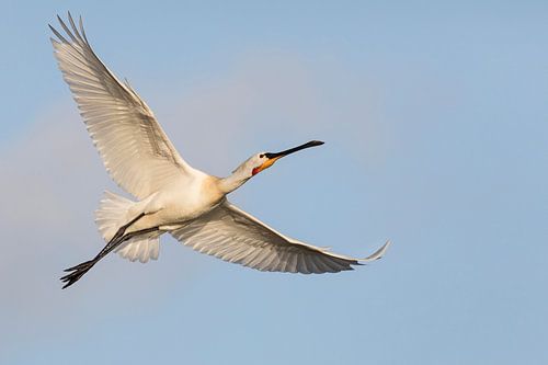 Oiseaux - Spatule en vol depuis le ciel bleu sur Servan Ott
