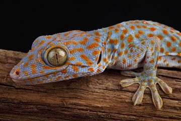 Tokay (Gekko gecko) by Ronald Pol