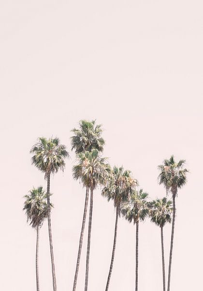 Blush Palms by Kathrin Pienaar