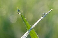 Water droplets on grass