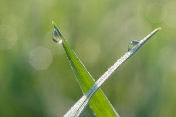 Wassertropfen auf Gras