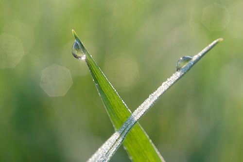 Waterdruppels op gras