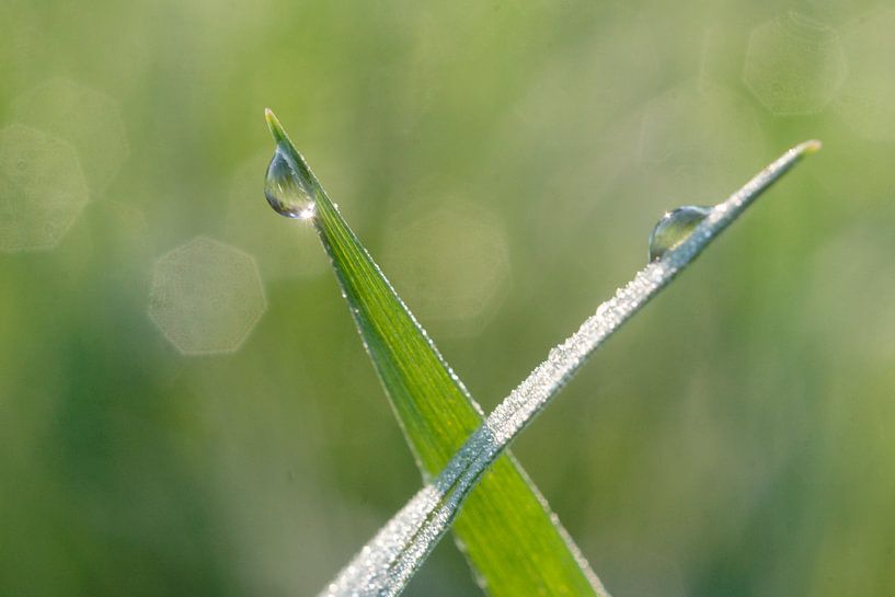 Wassertropfen auf Gras von Marcel Kolenbrander