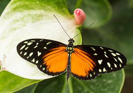 Kleurrijke vlinder by Piebe van den Berg