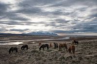 Icelandic horses