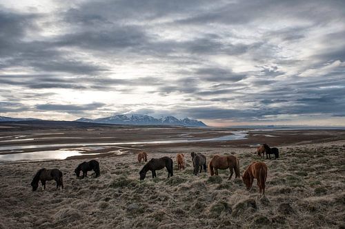 Islandpferde