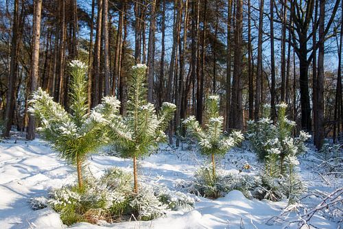 Young pines covered in snow, Holland by Jan Fritz
