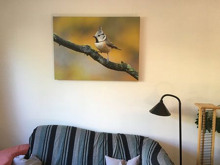 Haubenmeise in herbstlicher Umgebung