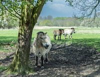 Bejaarde dame met een bontjas