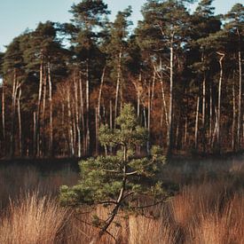 Einsamer Baum von Kelly Coppens