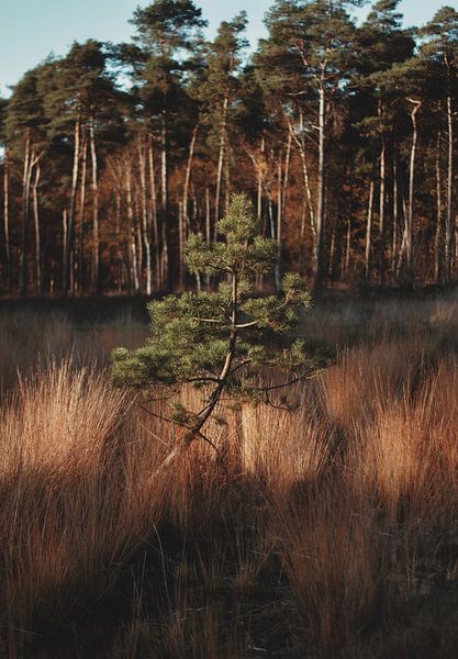 Lonely tree van Kelly Coppens