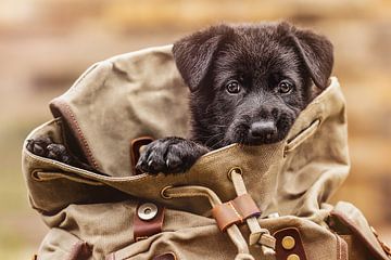 Doggy bag, black German Shepherd puppy by Pixel Rebel