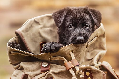 Doggy bag, black German Shepherd puppy