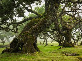 Fanal Forest Filled With 500-Year-Old Trees by Edwin Kooren