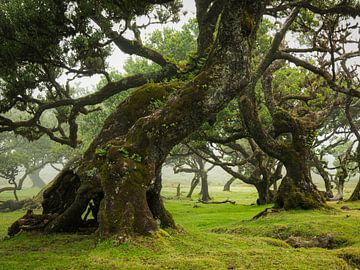 Fanalwald mit 500 Jahre alten Bäumen von Edwin Kooren