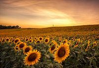 Sonnenblumen in der Toskana