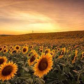 Sunflowers in Tuscany by Quirien Marijs