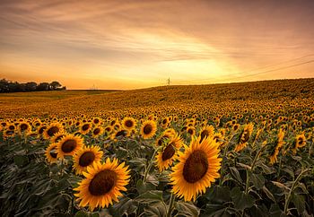 Tournesols en Toscane