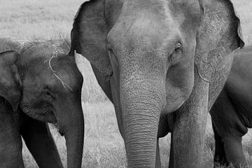 Elephant with baby by Inge Hogenbijl