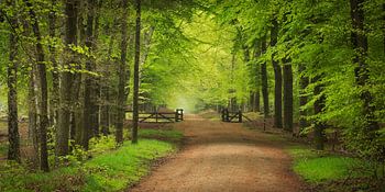 Das Tor zum Frühling