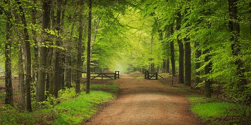 Das Tor zum Frühling