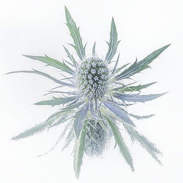A square: Soft but irritable, simplicity and calm: A thistle by Marjolijn van den Berg