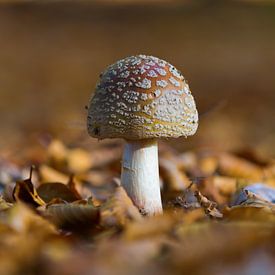 Paddenstoel sur RWNL Fotografie