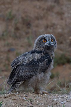 Eagle Owl  * Bubo bubo *,  young chick, wildlife van wunderbare Erde
