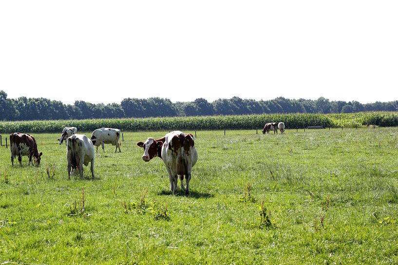 grazende koeien in het weiland van Erik Koks