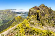 Bloemen in de bergen op Madeira von Michel van Kooten Miniaturansicht