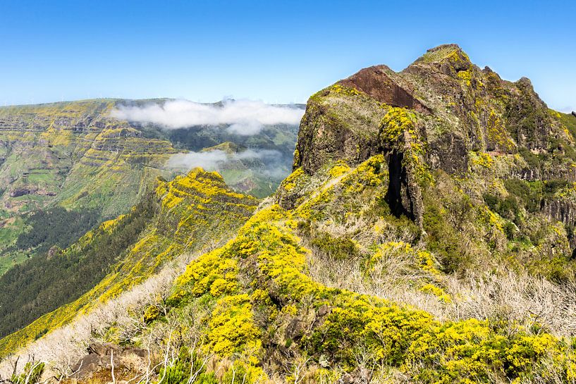 Bloemen in de bergen op Madeira par Michel van Kooten