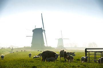 Spring in Holland by Ruurd Dankloff