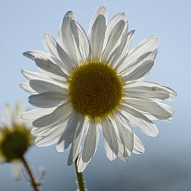 Bloem van Jaap Kloppenburg