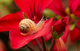 Leuchtendes Rot und zerbrechliches Leben: Eine kleine Schnecke auf einer Geranie von Martin Mol