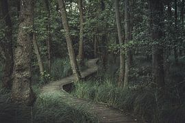 Fußweg durch den Wald.