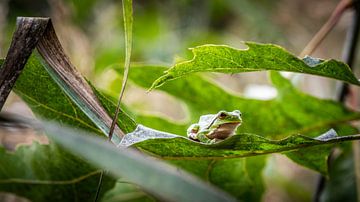 tree frog by Guy Lambrechts