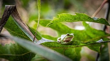 Laubfrosch von Guy Lambrechts Fotografie