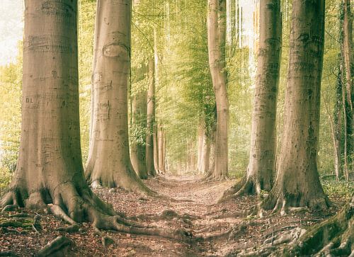 Wolfhezerheide part 53