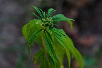 marihuana