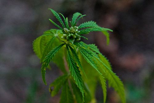 marihuana
